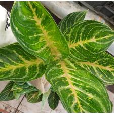Aglaonema sp hybrid