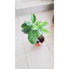 Citrus limon 'Variegated Pink Eureka Lemon' 260