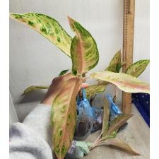 Aglaonema NEW15 Aradin