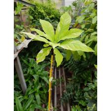 Barringtonia acutangula variegated