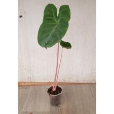 Alocasia Pink Dragon 