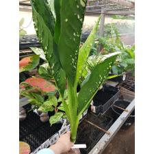 Dieffenbachia Dragon Scale 287