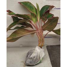 Аглаонема Аврора - Красная / Aglaonema Aurora - Red A-7