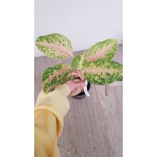 Aglaonema Sum Phao Thong 37 уценка 1200р 