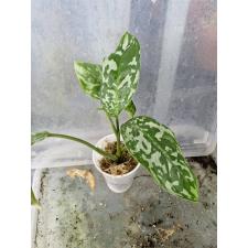 Aglaonema sp стакан 600р