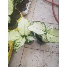 aglaonema super white. 12 cm pot