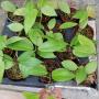 Hoya camphorifolia