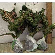 Аглаонема Руб голд галакси / Aglaonema rub gold galaxy A-91