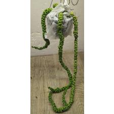 Дисхидия Драгон Джейд / dischidia dragon jade (L)