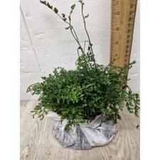 Bolbitis heteroclita 'Difformis'