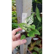 Caladium 17