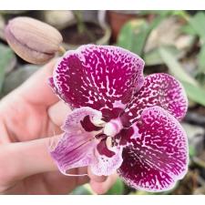 Phal. Miki Black Witch '74'