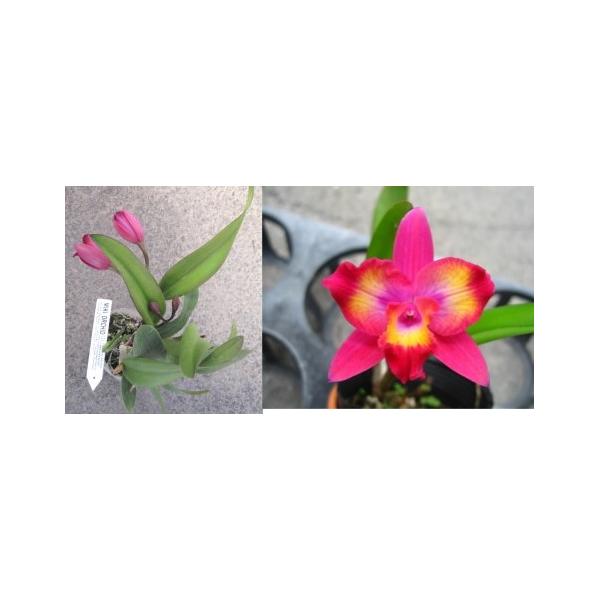 Софролелиокаттлея Гавайский сплеск -Лея- / Slc. Hawaiian Splash -Lea-