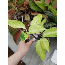 Aglaonema Sundrop 70