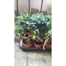 Ficus microcarpa caudex 14 cm pot