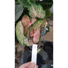 Caladium 3B