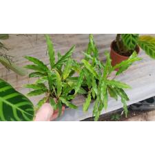 Calathea rufibarba 100р (ктенанте2)