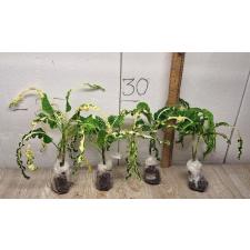 Codiaeum A29 Wan gaew