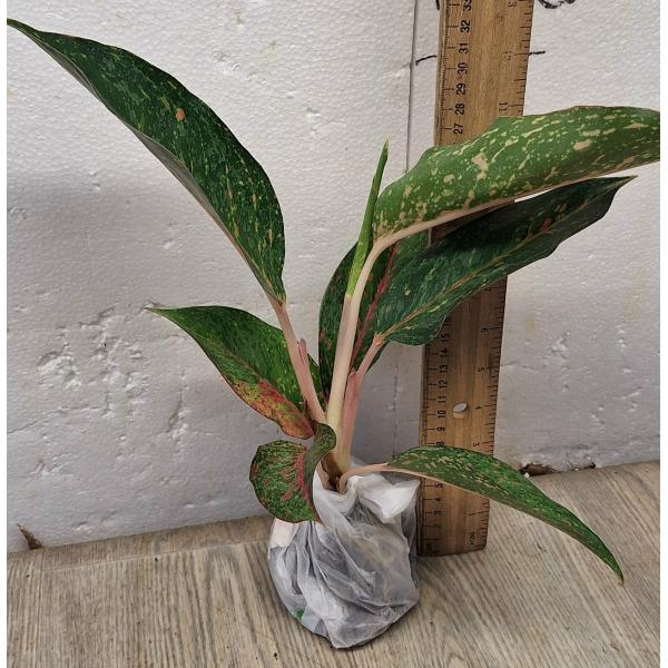 Аглаонема МонгколМани зеленая. / Aglaonema MongkolManee - green A-58