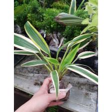 Chlorophytum sp.' Wilbur 180B