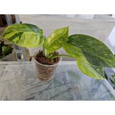 Philodendron - Green congo variegated стакан 2500р