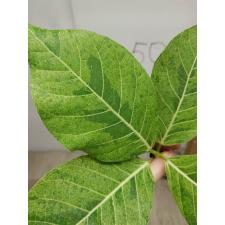 Ficus sp.(T32) Golden variegated