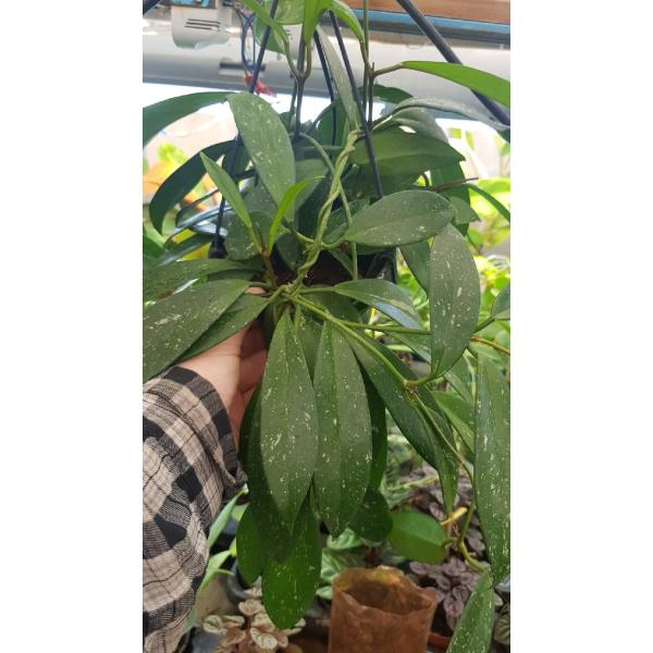 Хойя пубикаликс «Сплэш» / hoya pubicalyx splash