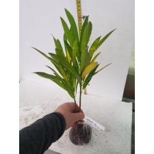 Codiaeum Golden Lance 260
