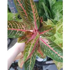 Aglaonema P-1 Banlung