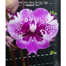 Phal. Chia-Shing Hot Kiss 'Miki 2,5" B15 June 800p