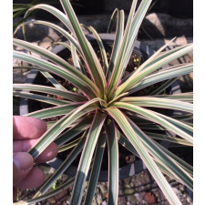 Тилландсия цыанея альбомаргината / Tillandsia cyanea albomarginata.