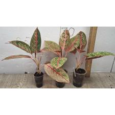 Aglaonema Diana A-116