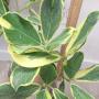 Clusia major (yellow margin)