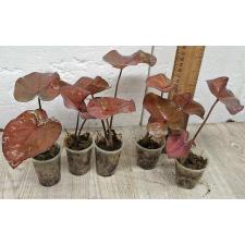 Каладиум сп. С-10 / Caladium sp C-10