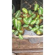 Calathea undulata. в горшке
