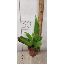 Microsorum Musifolium Crocodyllus (M)