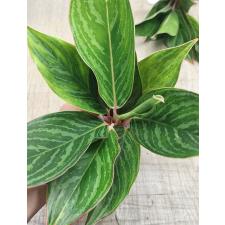 Аглаонема в тонкую зеленую полоску, пестрая. / Aglaonema Fine green line variegated A-136