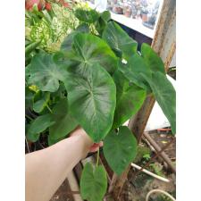 Colocasia Esculenta 'cintho Aloha' 13 cm pot