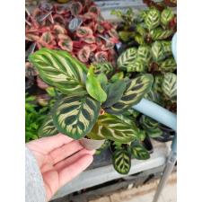 Calathea Makoyana 7 cm pot 400