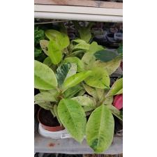ficus elastica moonlight 12 cm pot L 1800p