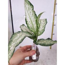 Dieffenbachia Udomsub (white form).