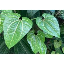 Aristolochia leuconeura (Costa Rica) 65