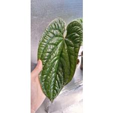 Anthurium Siri (radicans x dressleri) 