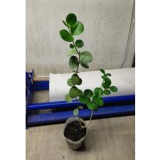carissa grandiflora