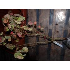 Бриделия томентоза, вариегатная / Bredelia tomentosa variegata