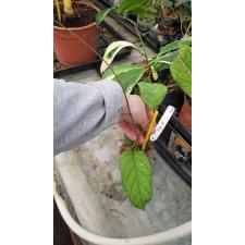 Hoya vitellinoides (big leaf) 853