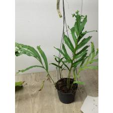 Drynaria quercifolia 'Kratae Siam' 146/1