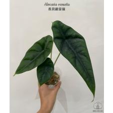 Alocasia venusta  B7 January