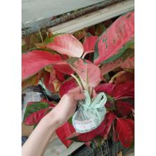 Aglaonema T2 ( L) Suksom Jaipong