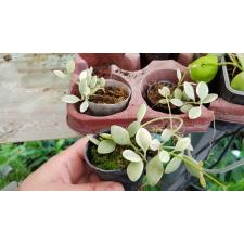 dischidia ioantha variegata 5 cm pot